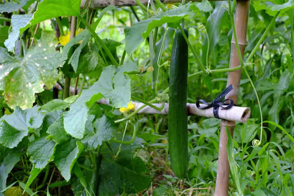 How Many Cucumbers Per Plant 2022