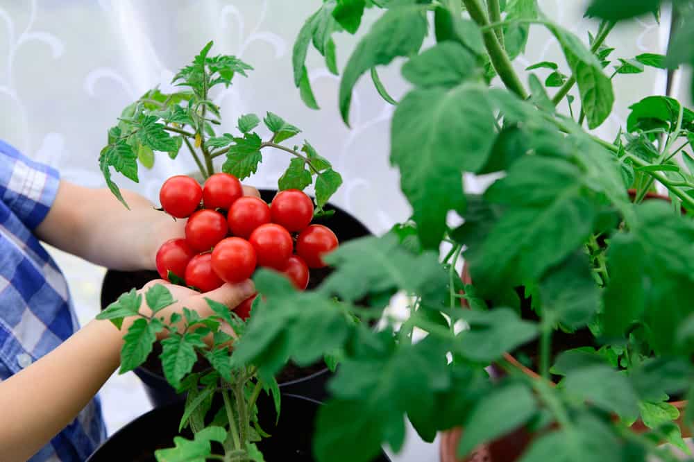 Do tomatoes grow better in pots or in the ground