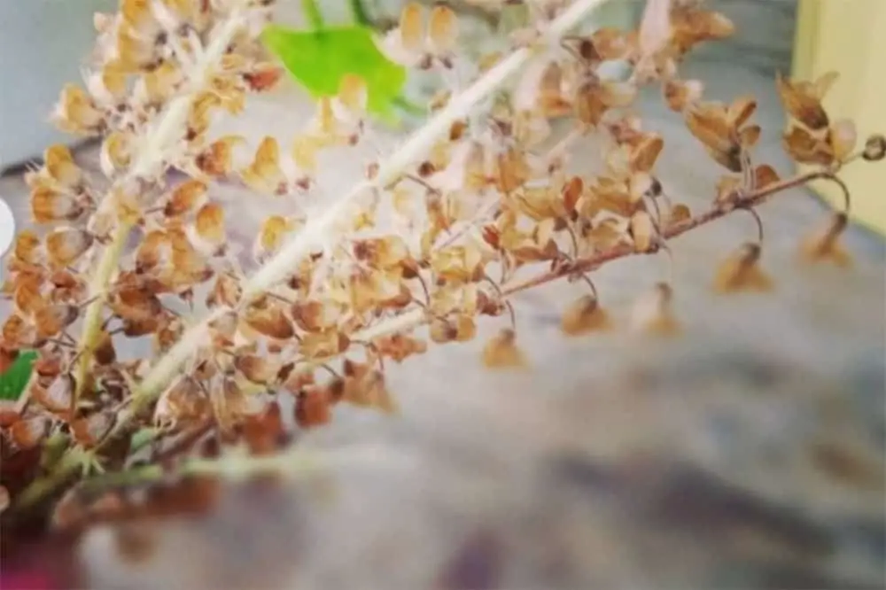 Harvest Basil Seeds