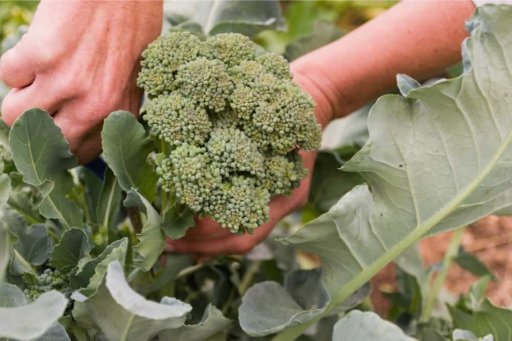 Harvest Broccoli 