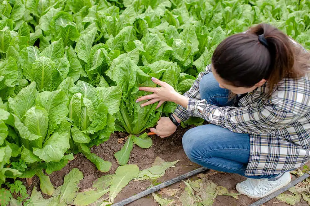 How To Harvest Romaine Lettuce [2022 Update]