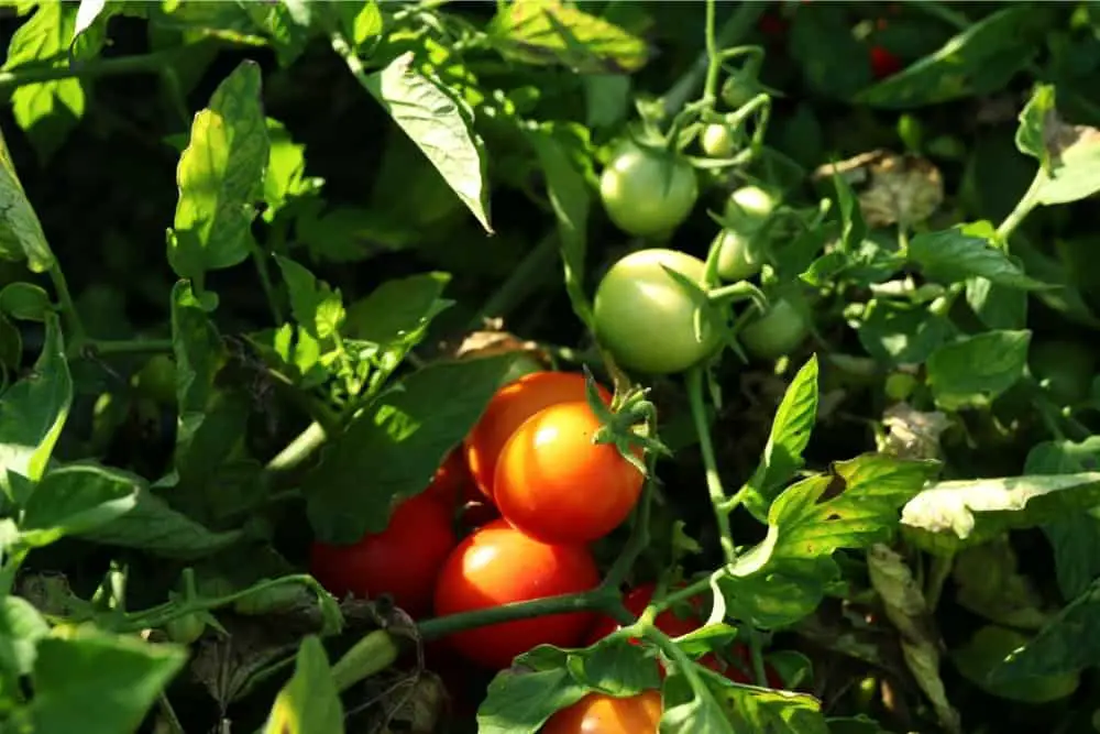 How Cold Can Tomatoes Tolerate