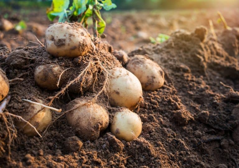 How Long Does It Take To Grow Potatoes [Harvest The RIGHT Way]
