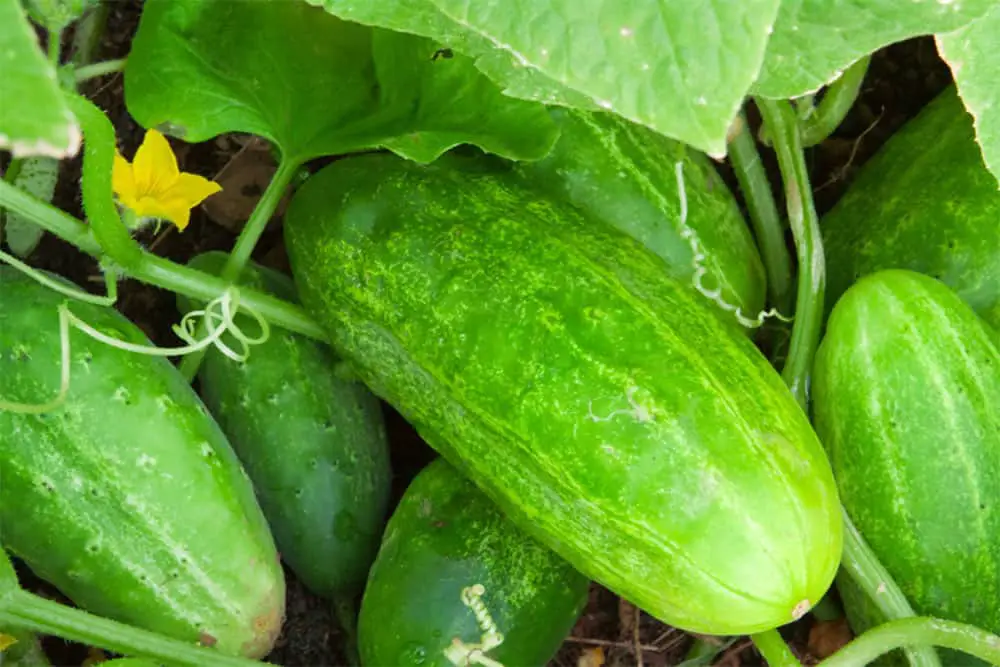 How Many Cucumbers Per Plant