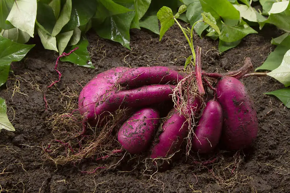 How Many Sweet Potatoes Per Plant