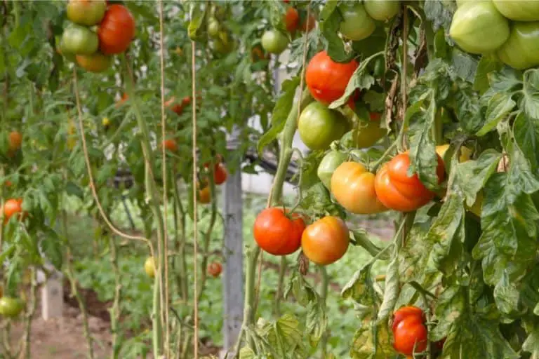 How Many Tomatoes Per Plant? (And How To Grow More!)