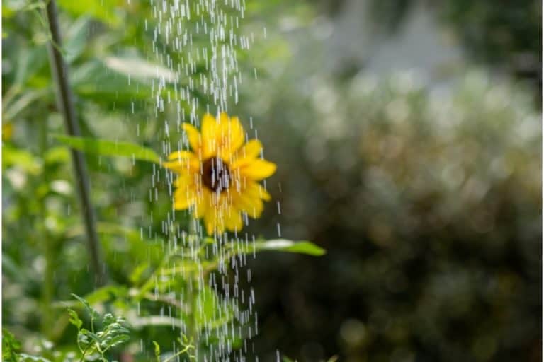 How Much Water Does A Sunflower Need? [+Growing Tips!]