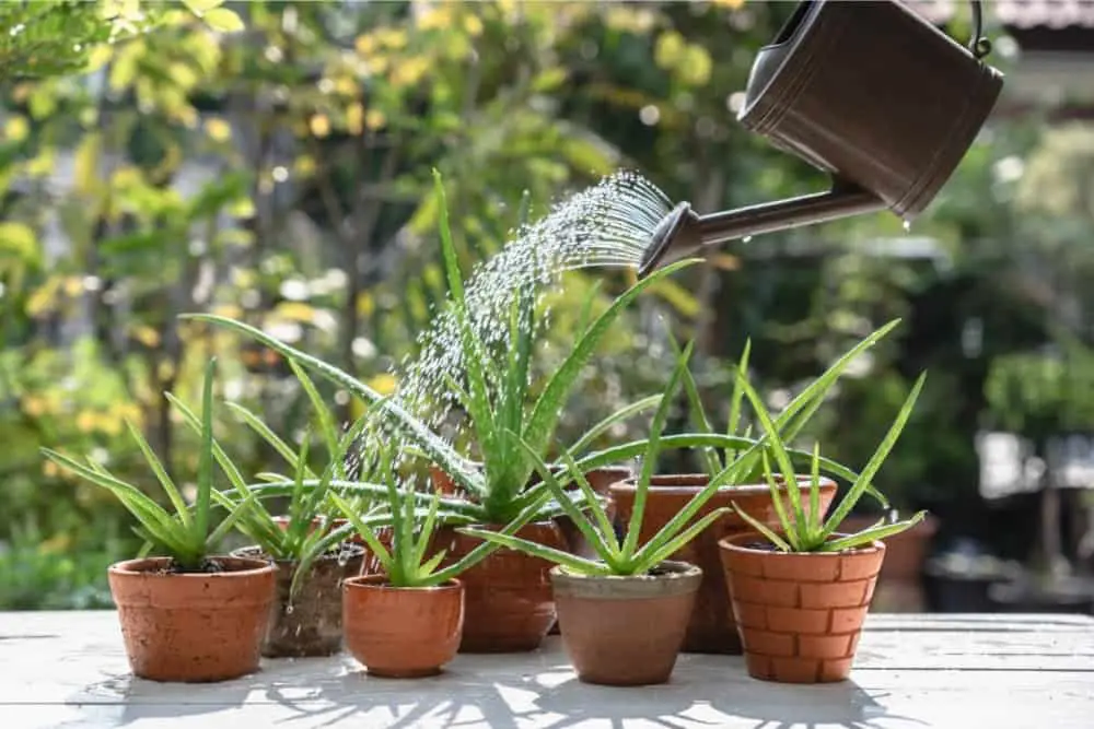 How Often Should I Water My Aloe Plant?