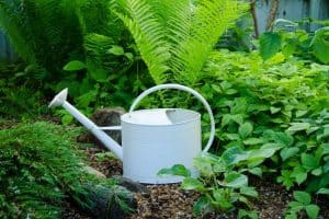 How Often To Water Ferns Outside