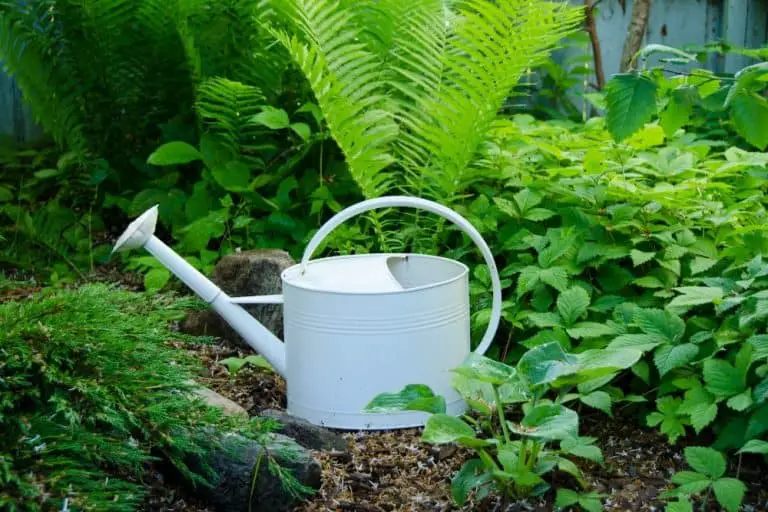 How Often To Water Ferns Outside [+Growing Tips!]