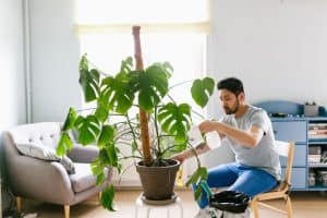 How Often To Water Monstera