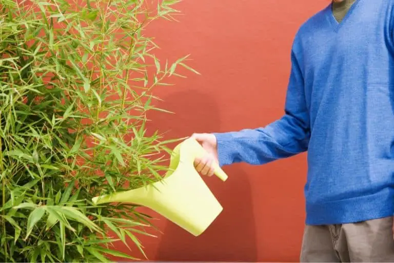 How Often To Water Bamboo [And Best Growing Tips!]