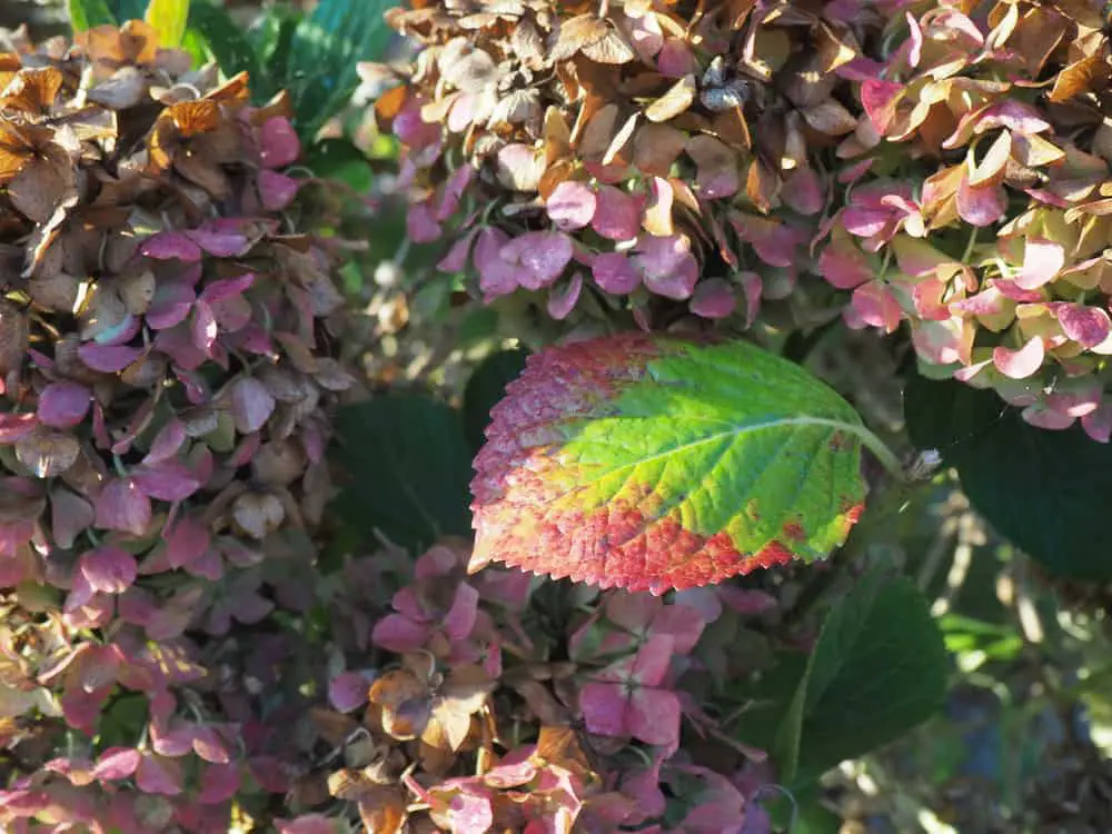 How To Cure A Wilted Hydrangea 
