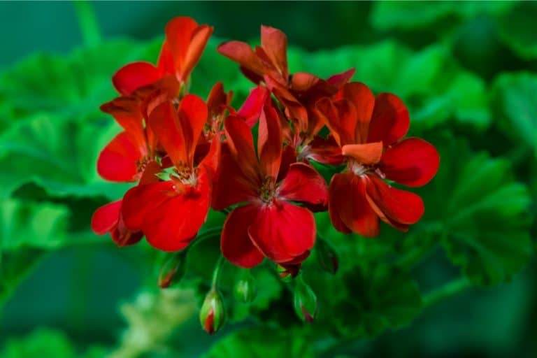 How To Deadhead Geraniums The RIGHT Way!