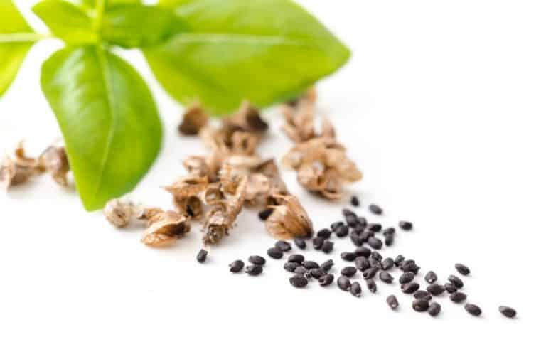 How To Harvest Basil Seeds- The RIGHT Way!