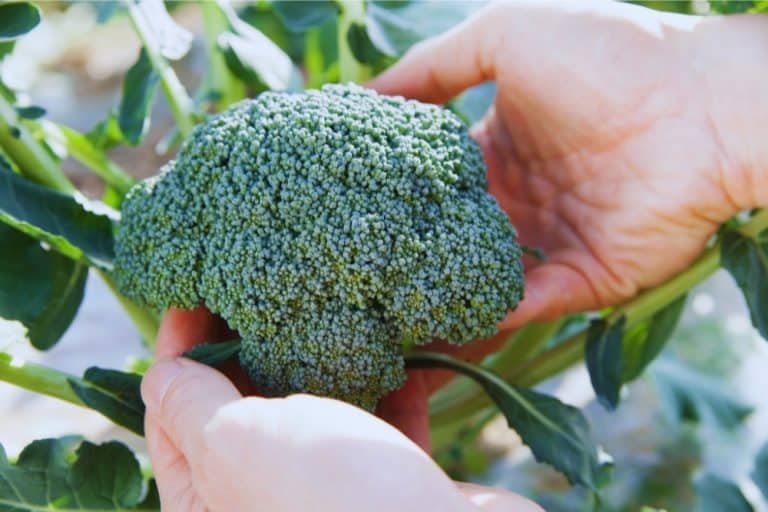 How To Harvest Broccoli The RIGHT Way!