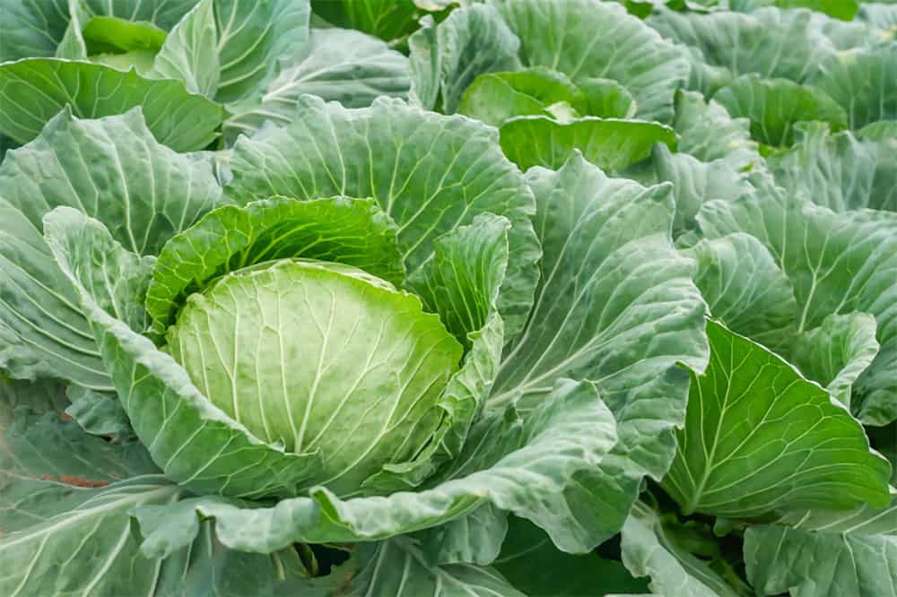 How To Harvest Cabbage
