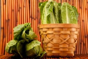 How To Harvest Romaine Lettuce