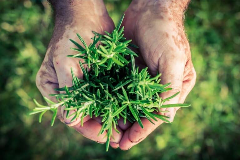 How To Harvest Rosemary [The RIGHT Way!]