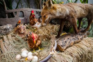 How To Keep Foxes Away From Chickens