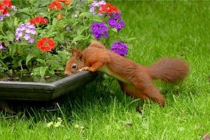 How To Keep Squirrels Out Of Flower Pots