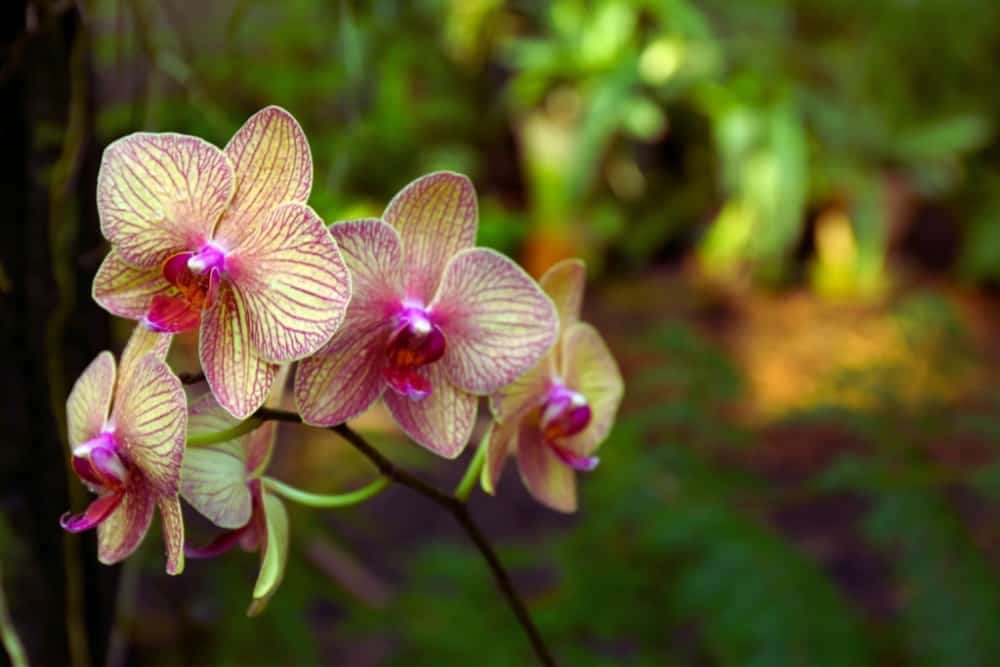 How To Propagate Orchids