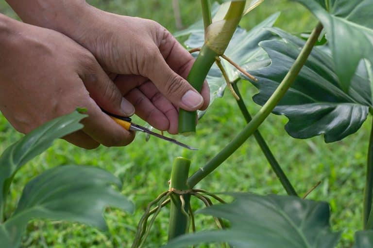 how-to-propagate-philodendron-a-quick-and-easy-guide