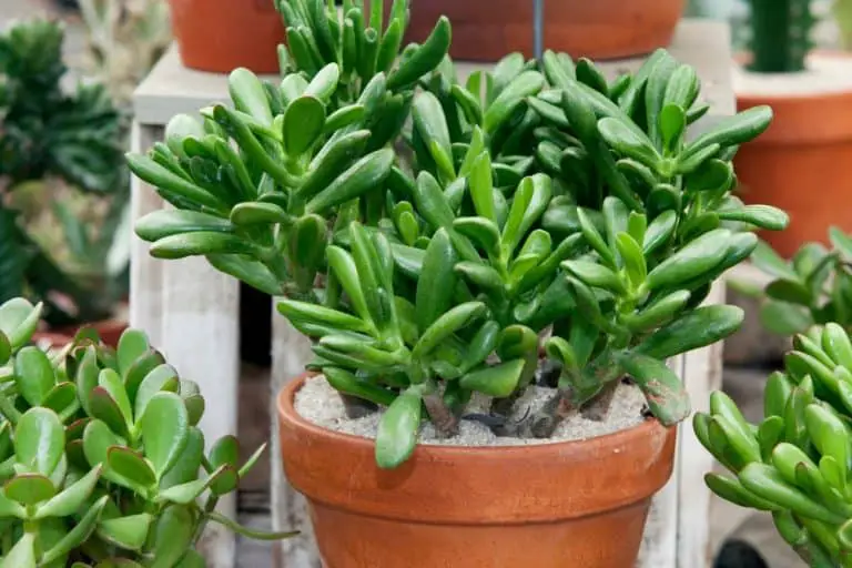 How To Prune A Jade Plant So It Grows Big And Bushy!