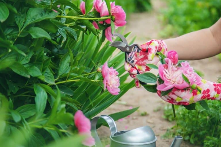 How To Prune Peonies So They Grow Big And Bright!