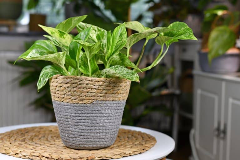 How To Repot Pothos : A Quick And Easy Guide 2022