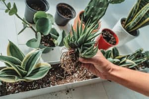 How To Repot Succulents