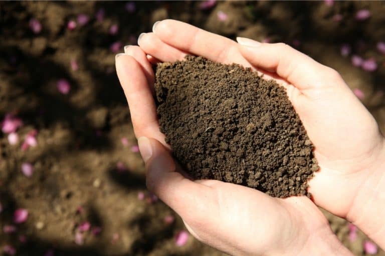 How To Sterilize Soil In Many Different Ways!