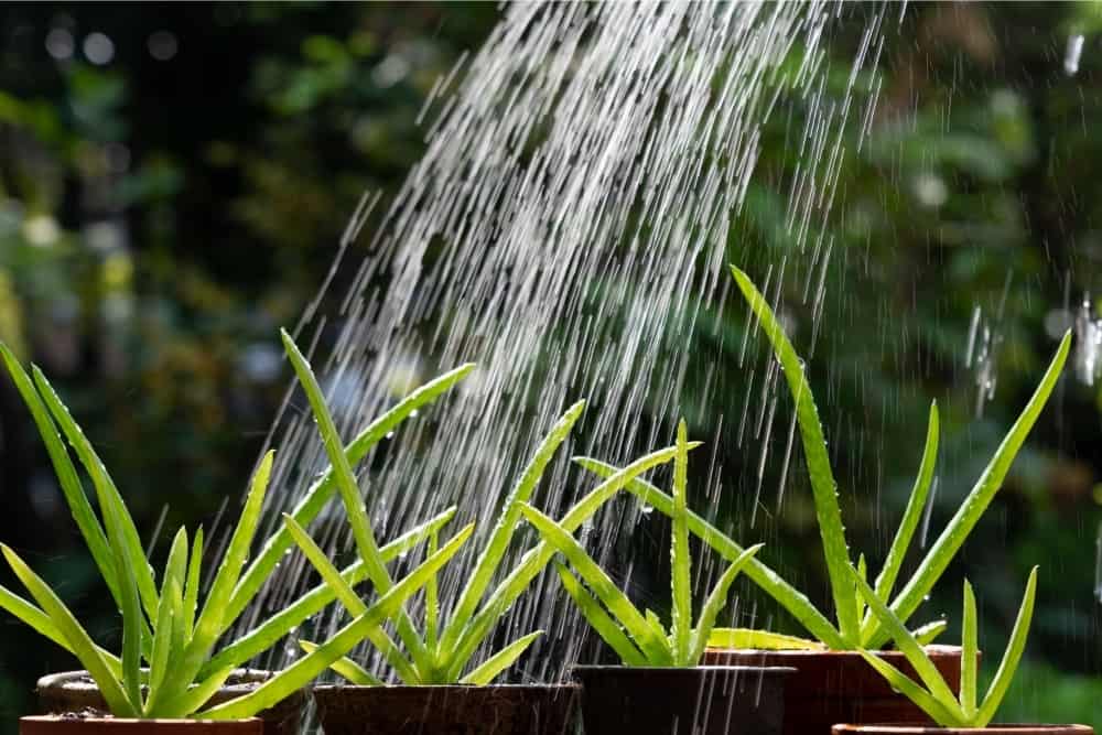 How To Tell If You Have Overwatered Your Aloe Vera Plant