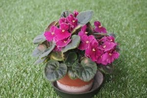 How to Repot African Violets