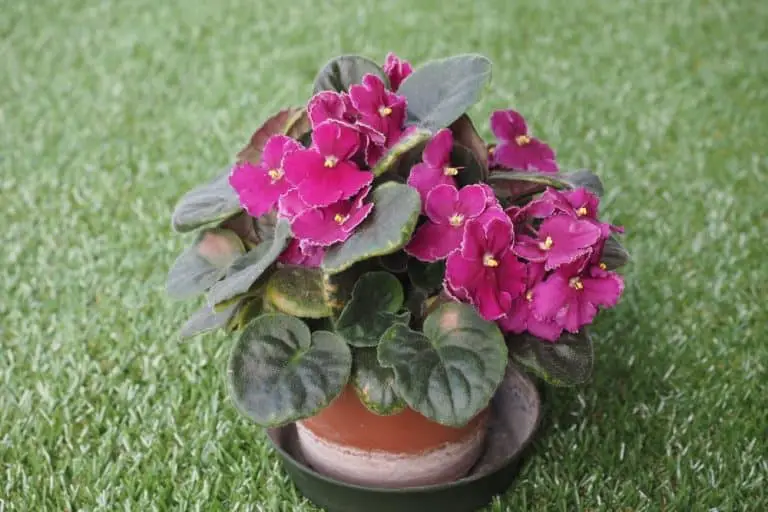 How To Repot African Violets The RIGHT Way!