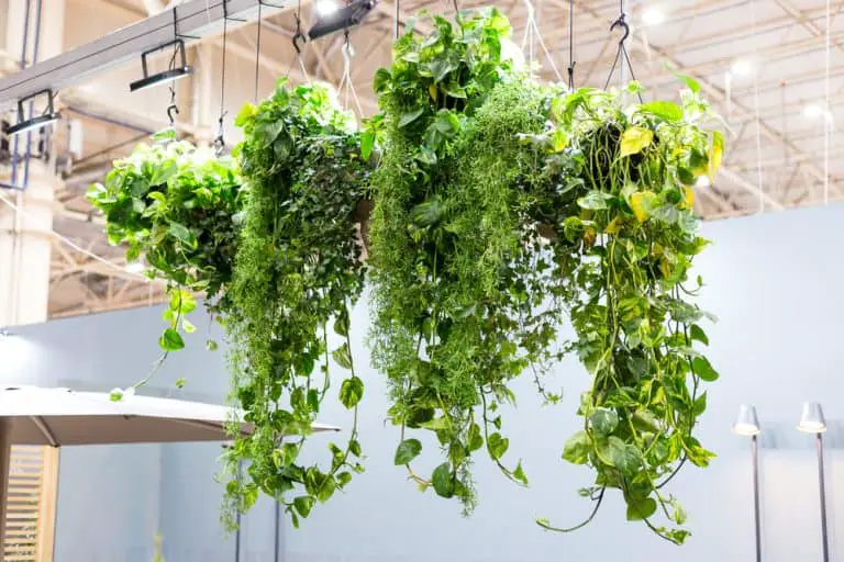 How To Hang Plants Without Drilling (8 Genius Ways!)