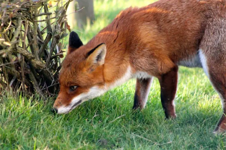 How To Keep Foxes Away From Chickens [Practical Solutions!]