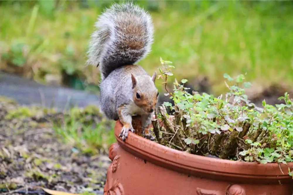 Keep Squirrels Out Of Flower Pots