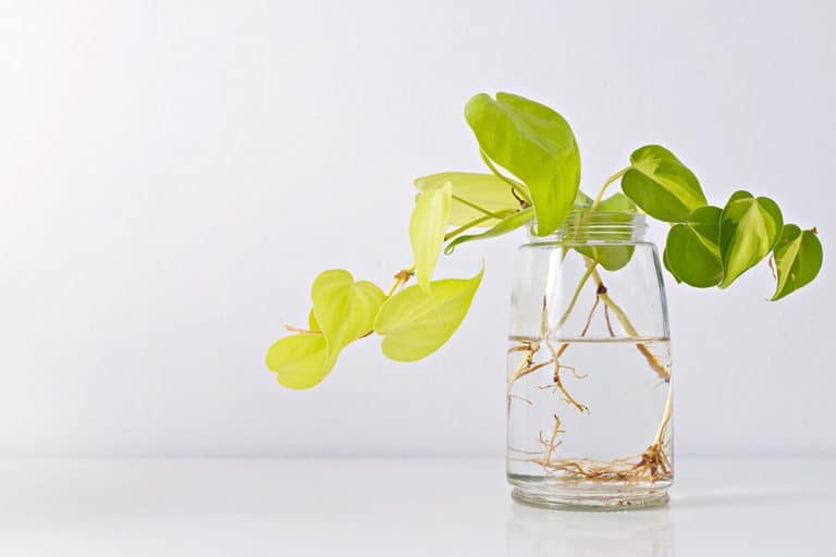 How To Propagate Philodendron (A Quick And Easy Guide!)