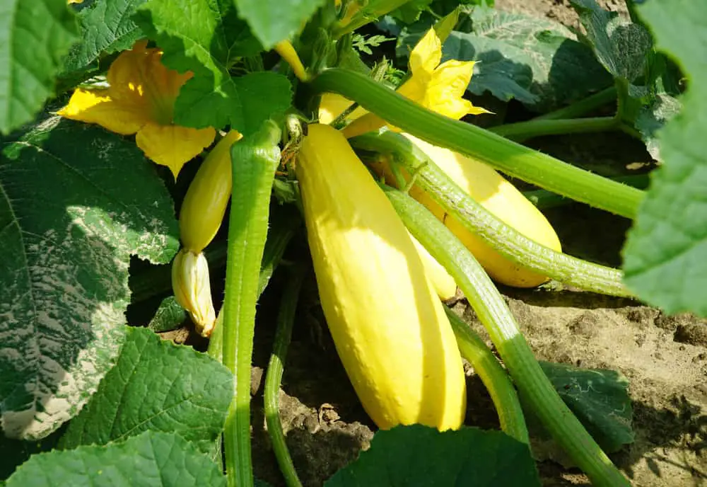 The Color Of The Squash 
