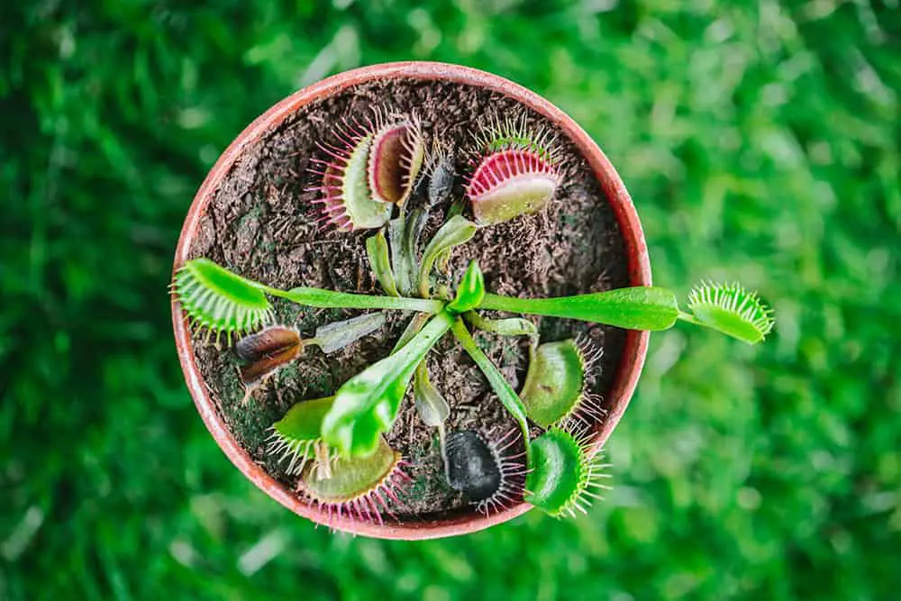 Why Is My Venus Fly Trap Turning Black