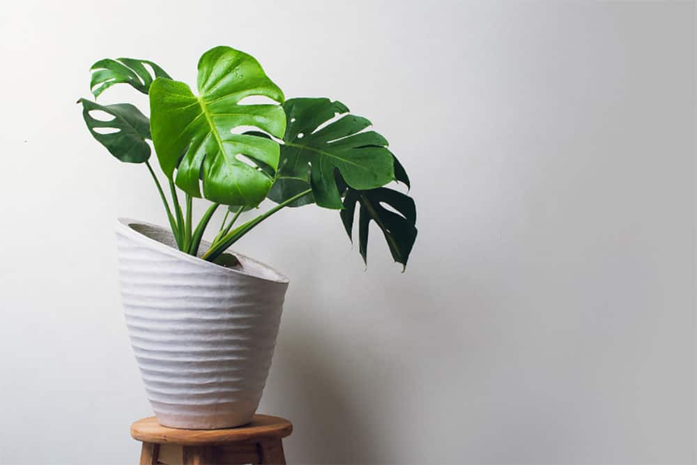 monstera plant indoor
