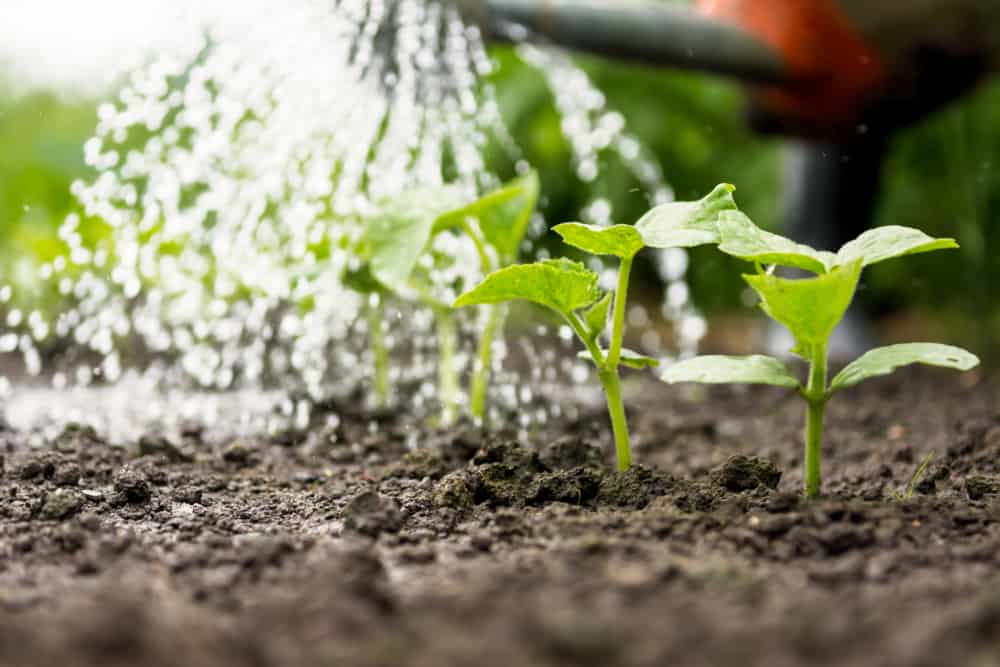 Watering Plants