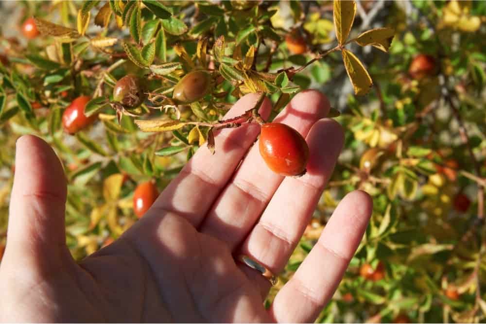 What Do Rose Seeds Look Like