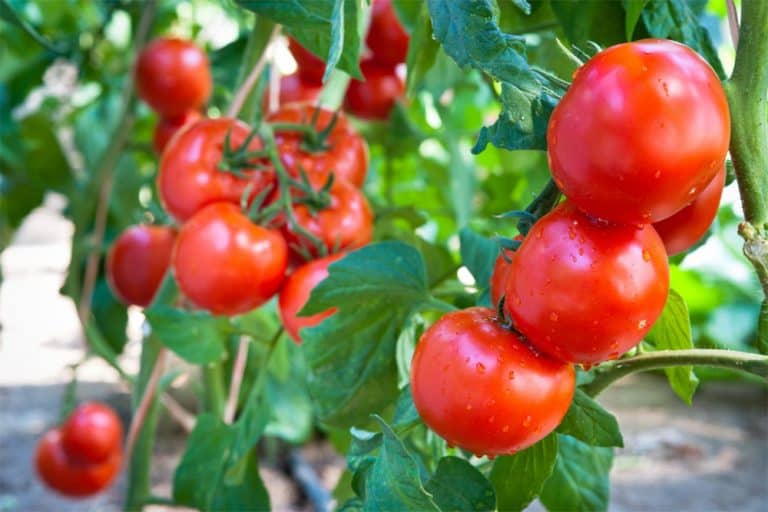 What Is Eating My Tomatoes? [And How To Fix It!]