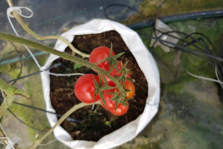 What Size Grow Bag For Tomatoes Is Best?