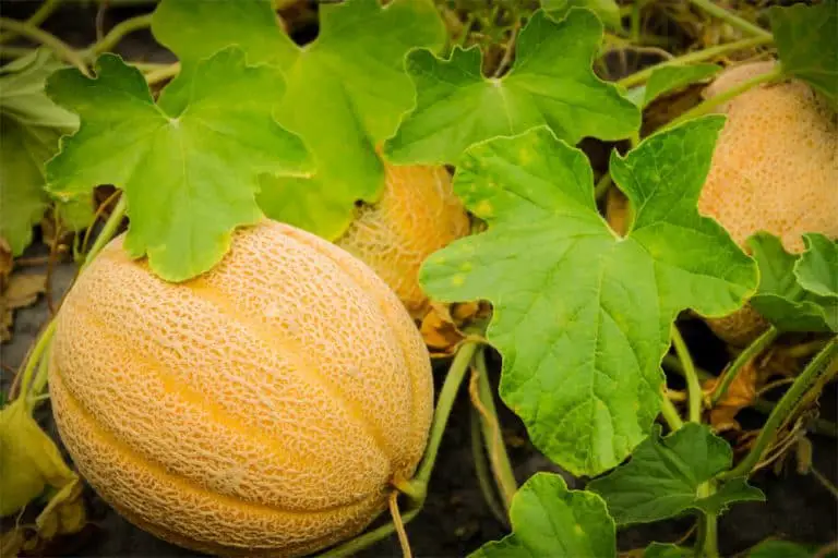 When Are Cantaloupes In Season [+Harvesting Tips!]