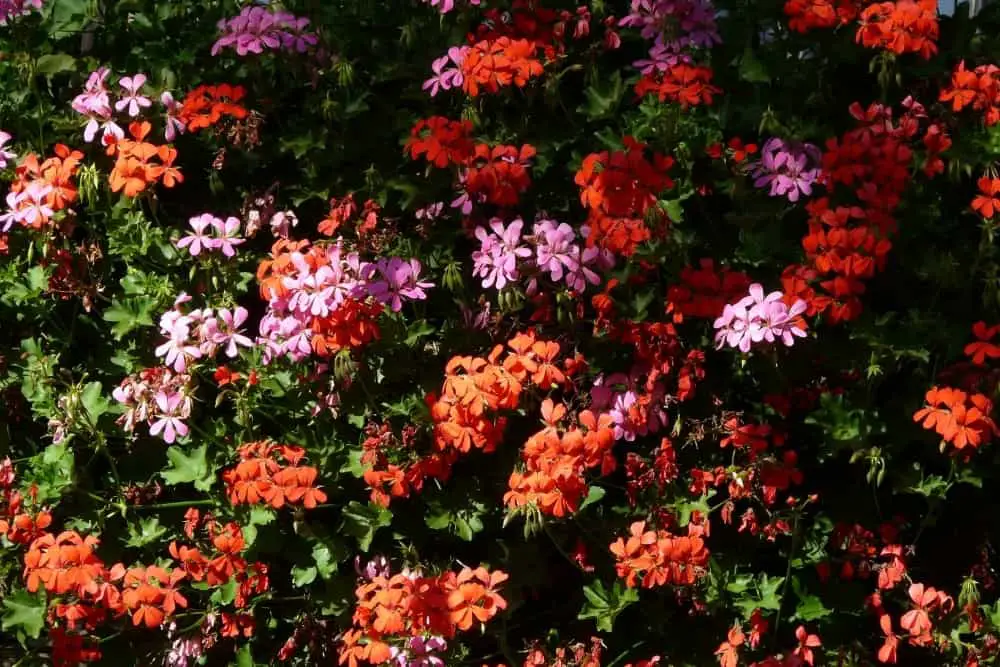 When To Deadhead Geraniums 