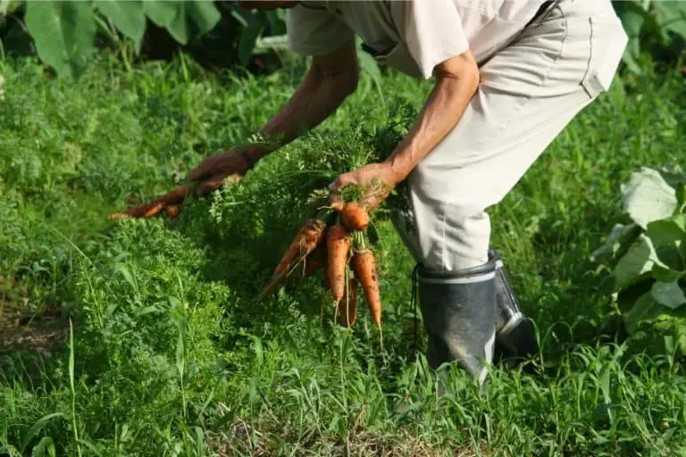 When To Pick Carrots [+ Harvesting Tips!]