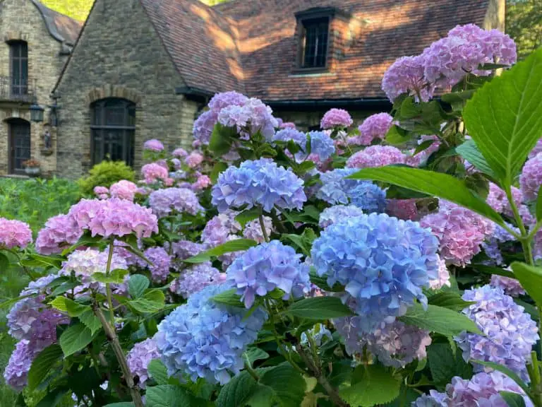 Why Are My Hydrangeas Wilting? (And How To Fix It FAST!)